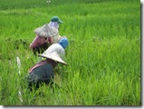 Women in the Fields