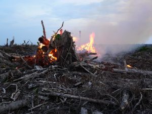 Fire-setting to clear land for palm oil 